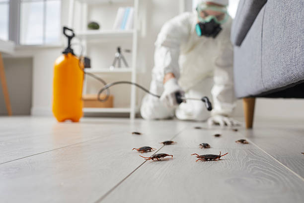 Post-Treatment Bed Bug Interceptor Monitoring in Algonquin